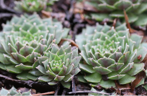 Sempervivum 'Zone' (Houseleek)