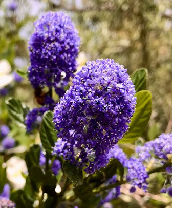 Ceanothus thyrsiflorus 'Oakridge'