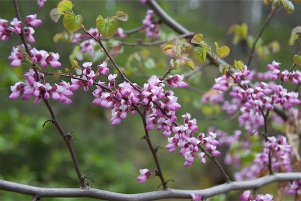 Cercis occidentalis (Western Redbud Tree)