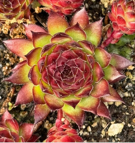 Sempervivum heuffelii 'Burgharis' (Houseleek)