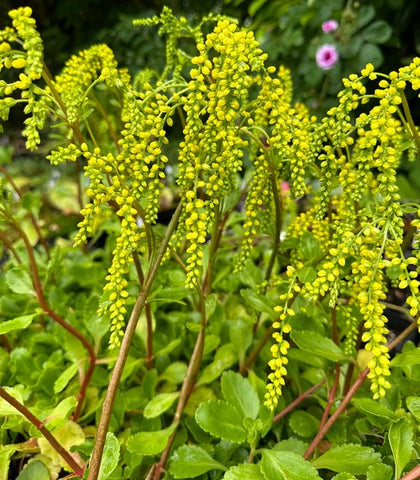 Chiastophyllum oppositifolium