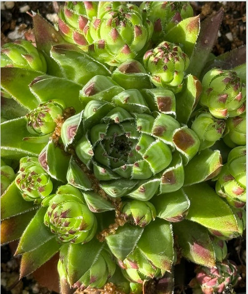 Jovibarba hirta sobolifera 'Bulgarian' (aka Sempervivum 'Bulgaria')