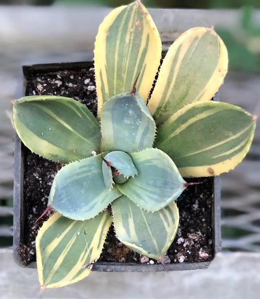 Agave parryi var. truncata 'Lime Streak'