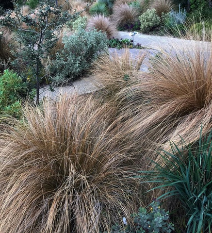 Chionochloa rubra