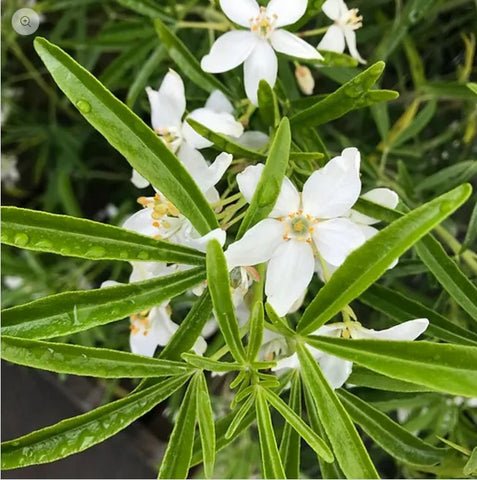 Choisya ternata 'Aztec Pearl'