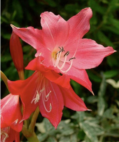 Crinum 'Ellen Bosanquet'