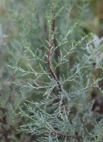 Cupressus macnabiana 'Blue' (Shasta Cypress)