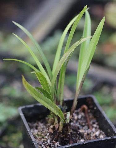 Cymbidium ensifolium 'Green Top'