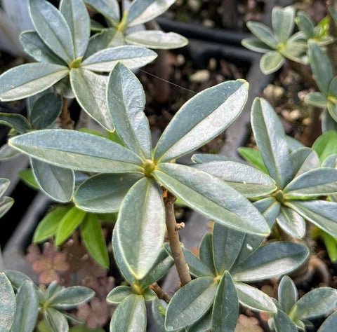 Daphne tangutica