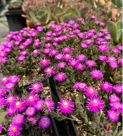 Delosperma 'Pizzink Dizzle-Izzle'