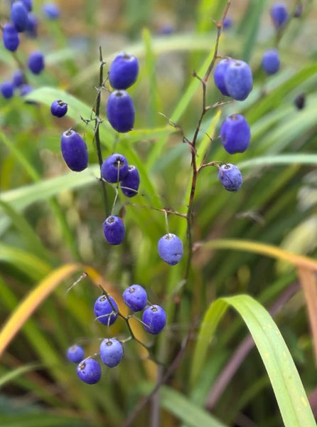 Dianella tasmanica 'Ellen Smart'