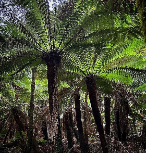 Dicksonia antarctica aka Tasmanian Tree Fern