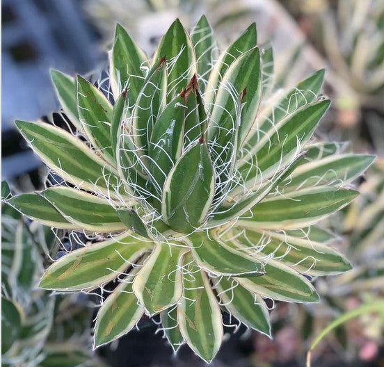 Agave schidigera 'Shira ito no Ohi'