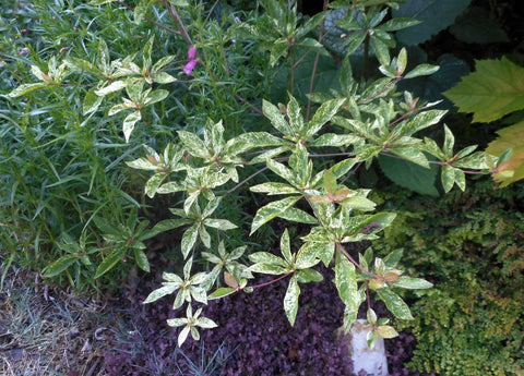 Clethra barbinervis 'Takeda Nishiki'