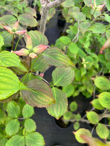 Cornus x elwinortonii 'KN144-2' (Rosy Teacups®)