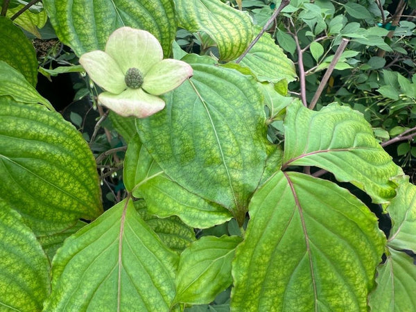 Cornus kousa 'Heart Throb'