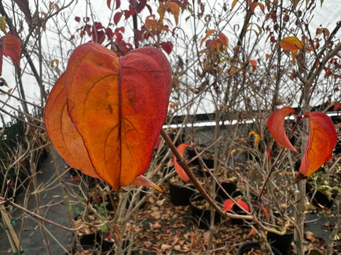 Cornus kousa 'Scarlet Fire'