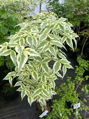 Cornus kousa 'Summer Fun'