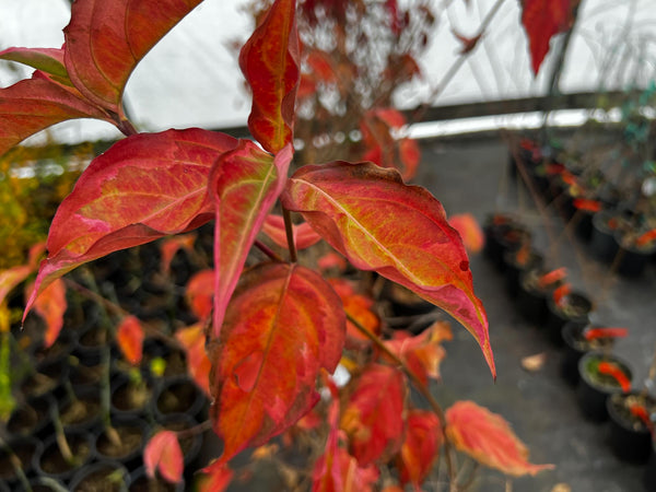 Cornus kousa 'Summer Fun'