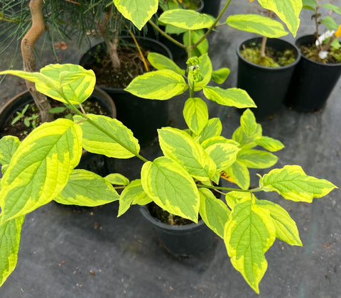 Cornus sericea 'Hedgerows Gold'