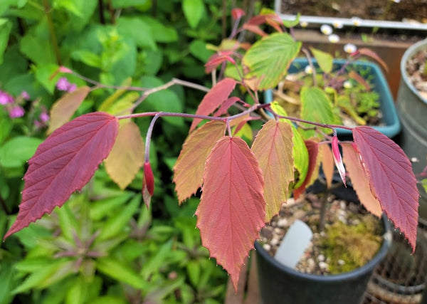 Corylopsis willmottiae 'Spring Purple'