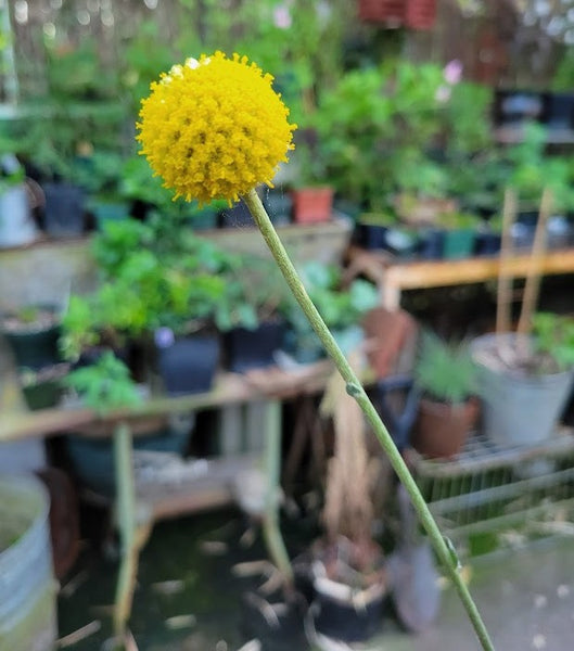 Craspedia globosa 'Yellow Drumsticks'