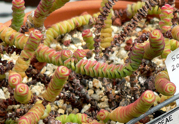 Crassula rupestris ssp. marnieriana