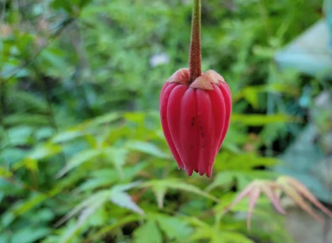 Crinodendron hookerianum