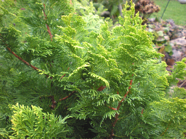 Chamaecyparis obtusa 'Nana Lutea' (Dwarf Yellow Hinoki Cypress)