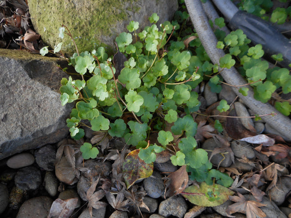 Cymbalaria aequitriloba - Mini Kenilworth Ivy