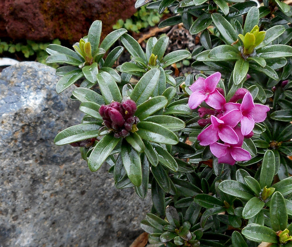 Daphne x medfordensis 'Lawrence Crocker'