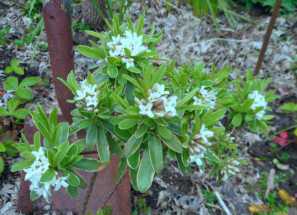 Daphne x transatlantica 'Summer Ice'