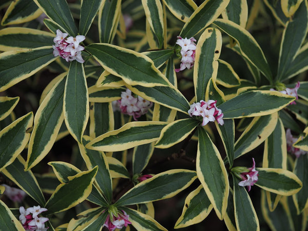 Daphne odora Marianni™ (aka D. 'Rogbret')