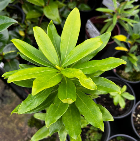 Daphne odora 'Alba'