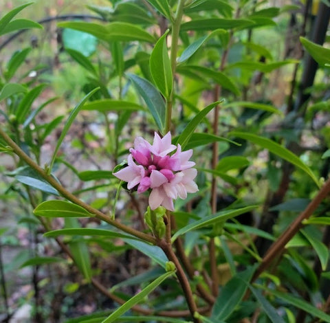 Daphne odora x bholua 'Perfume Princess'