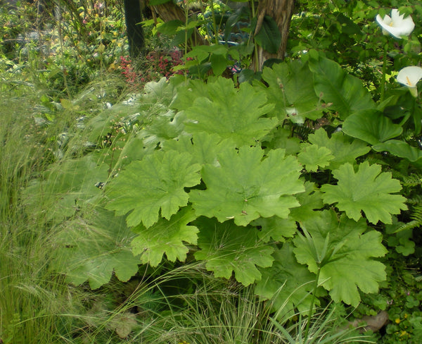 Darmera peltata