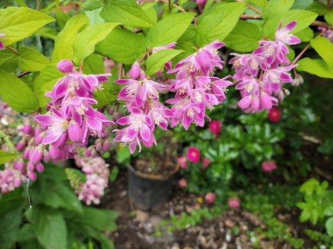Deutzia 'Magician' (Deutzia 'Strawberry Fields')
