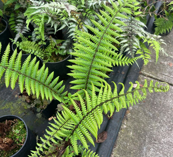 Dryopteris wallichiana (aka Wallich's Wood Fern)