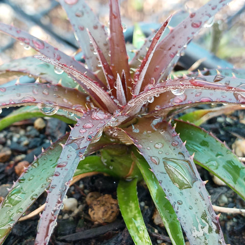 Dyckia 'Burgundy Ice'