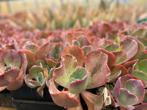 Echeveria 'Ruffled Red'