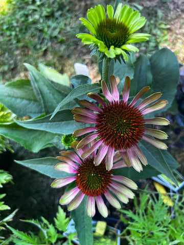 Echinacea purpurea 'Green Twister'