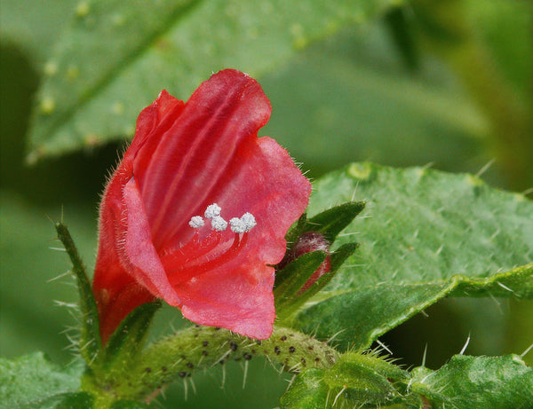 Echium tuberculatum