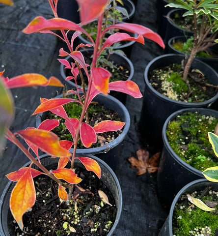 Enkianthus campanulatus 'Showy Lantern'