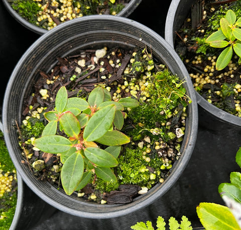 Enkianthus serulatus