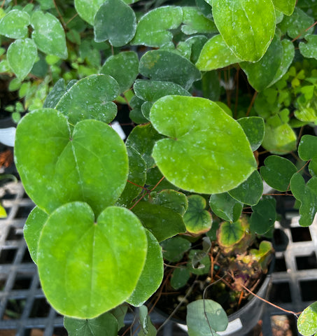 Epimedium x youngianum 'Tamabotan'