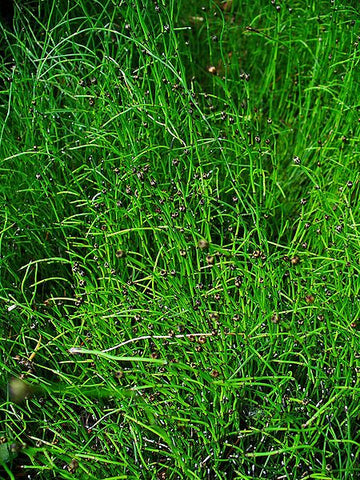 Equisetum scirpoides