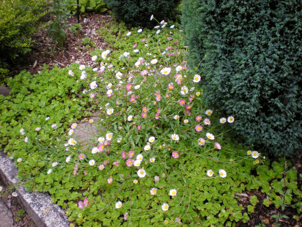 Erigeron karvinskianus