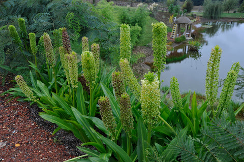 Eucomis pallidiflora ssp. pole-evansii