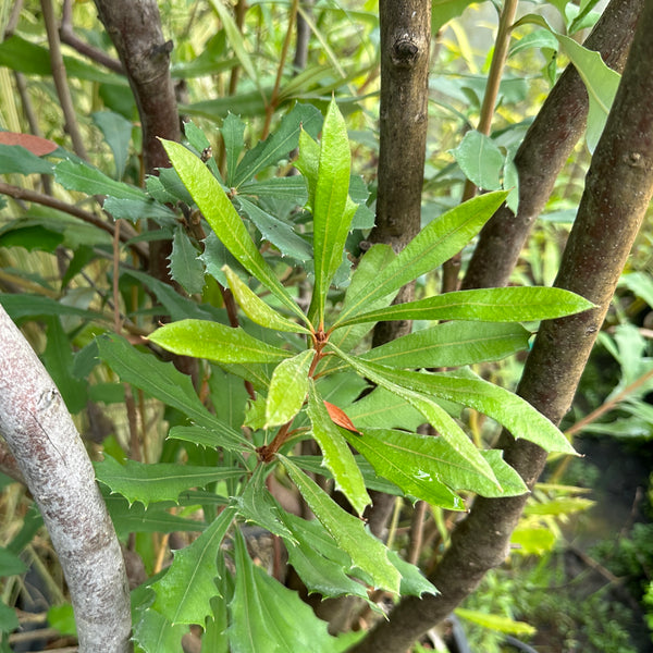 Banksia integrifolia ssp. monticola