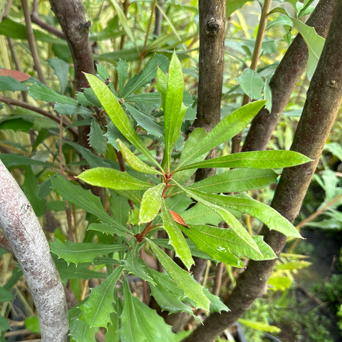 Banksia integrifolia ssp. monticola